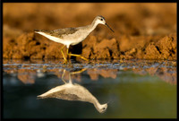 Wilson's Phalarope