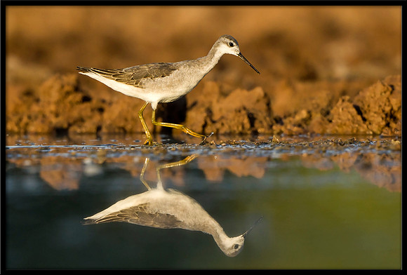 Wilson's Phalarope