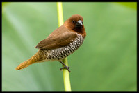 Scaly-breasted Munia