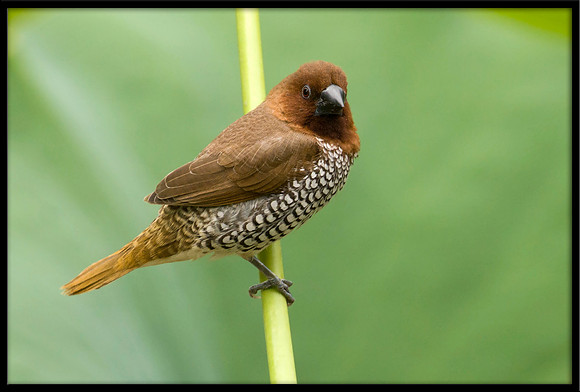 Scaly-breasted Munia