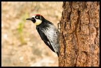 Acorn Woodpecker