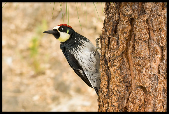 Acorn Woodpecker