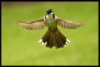 Red-whiskered Bulbul