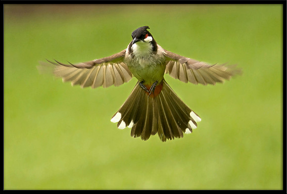 Red-whiskered Bulbul