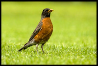 American Robin
