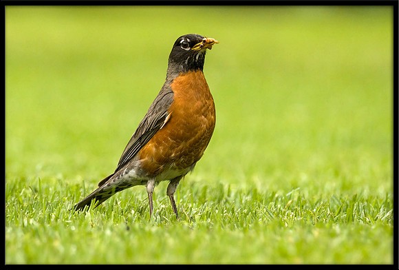 American Robin
