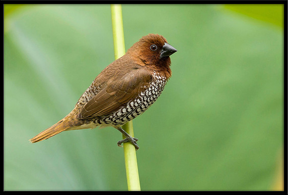 Scaly-breasted Munia