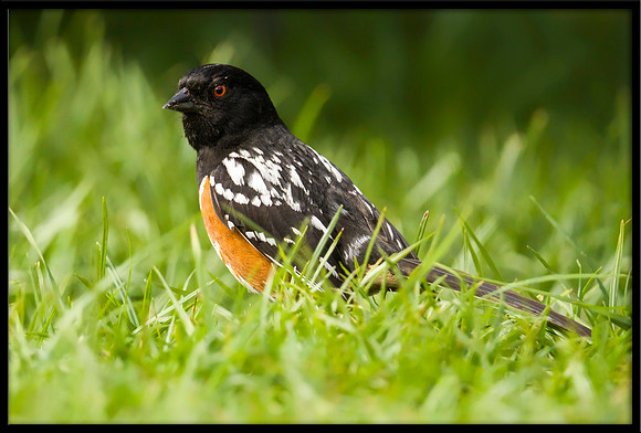 Spotted Towhee