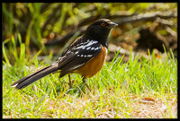 Spotted Towhee