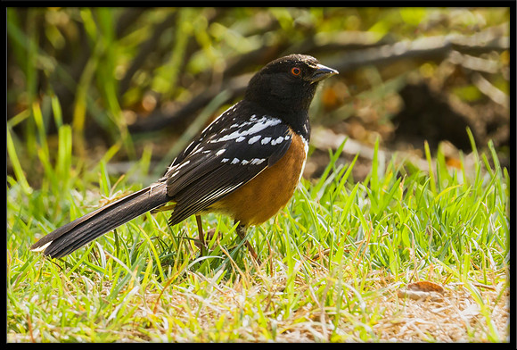 Spotted Towhee