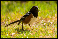Spotted Towhee