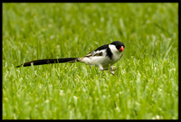 Pin-tailed Whydah