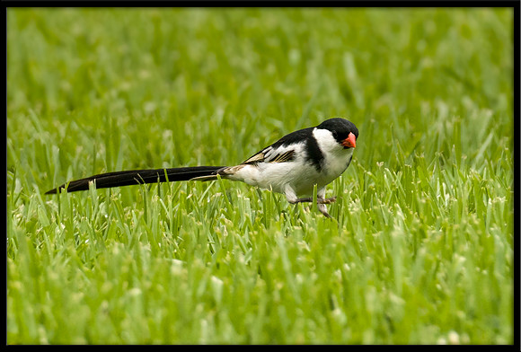 Pin-tailed Whydah