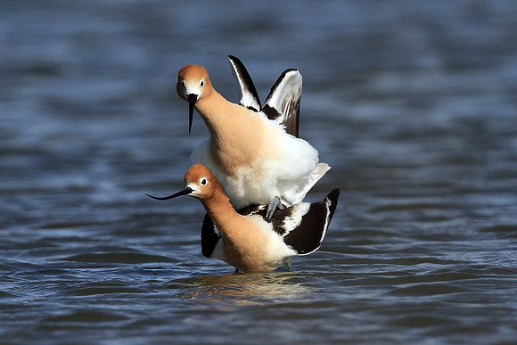 Avocets mating