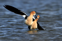Avocet post-mating dance