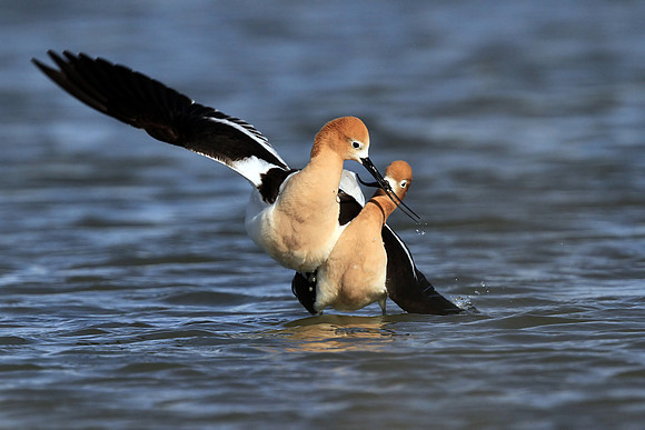 Avocet post-mating dance