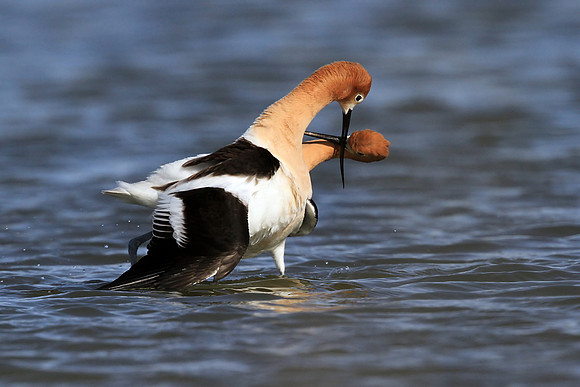 Avocet post-mating dance