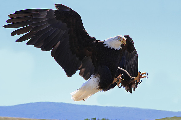 Bald Eagle