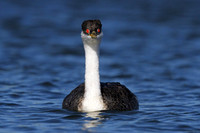 Western Grebe