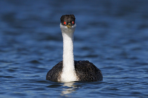 Western Grebe