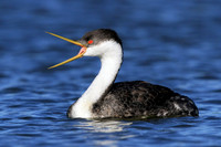 Western Grebe