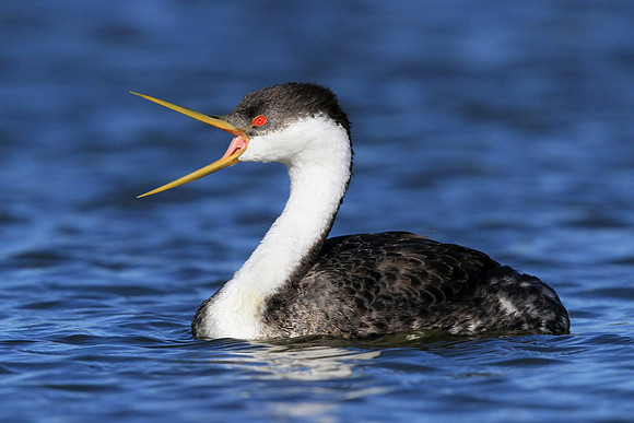 Western Grebe