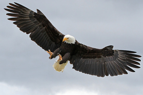 Bald Eagle