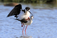 Black-necked Stilts mating