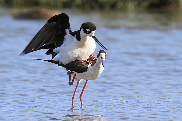 Black-necked Stilts mating