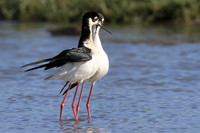 Black-necked Stilts post-mating dance
