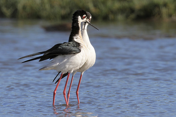 Black-necked Stilts post-mating dance