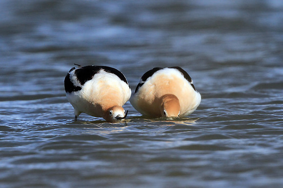 Avocet Mating Ritual
