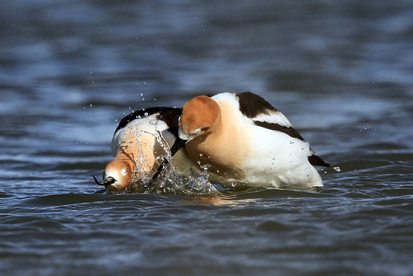 Avocet Mating Ritual