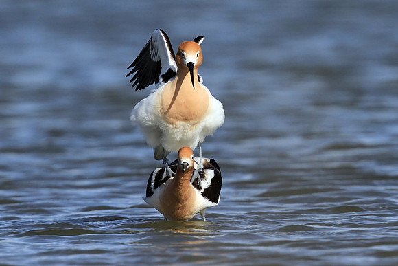 Avocets mating