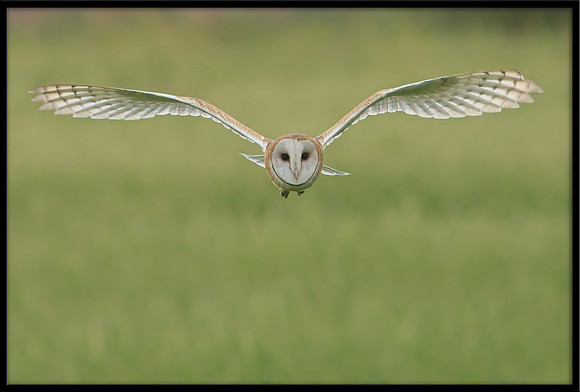 Barn Owl