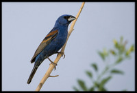 Blue Grosbeak