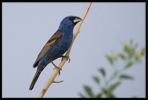 Blue Grosbeak