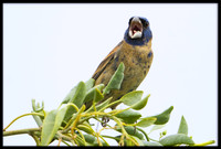 Blue Grosbeaks