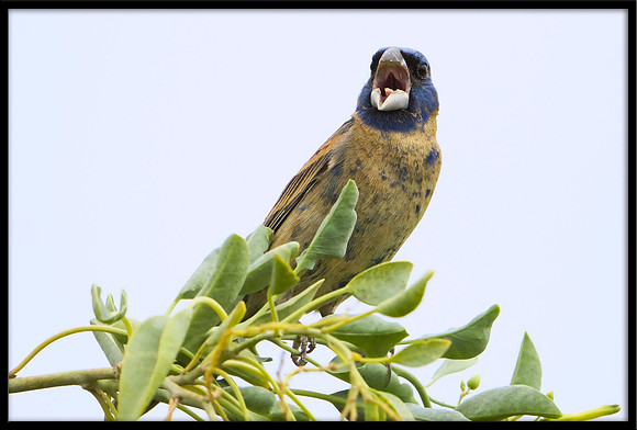 Blue Grosbeak