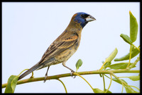 Blue Grosbeak