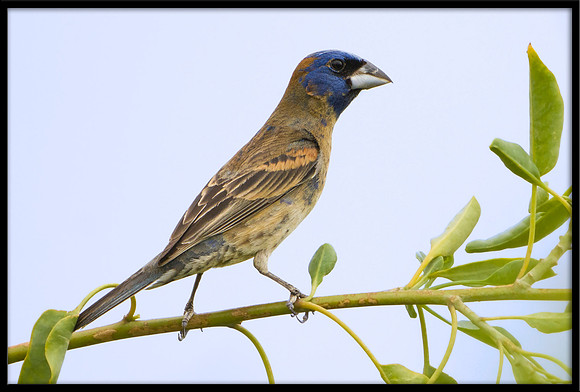 Blue Grosbeak
