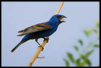 Blue Grosbeak