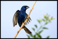 Blue Grosbeak