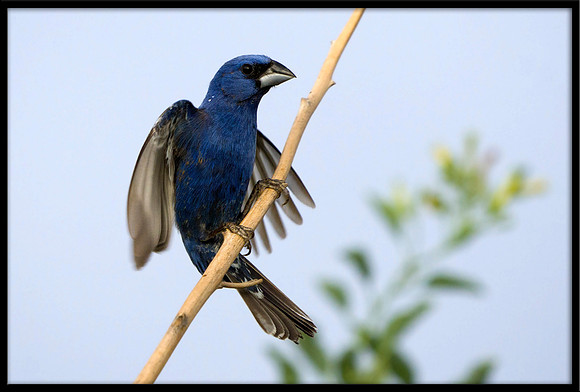 Blue Grosbeak