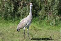 Sandhill Crane