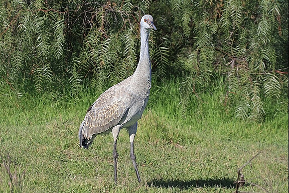 Sandhill Crane