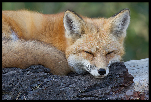 Red Fox