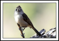 Tufted Titmouse