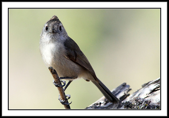 Tufted Titmouse