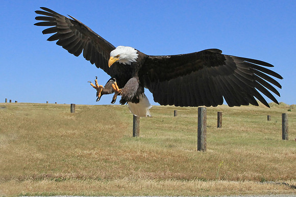 Bald Eagle
